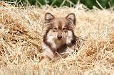 CHIEN FINNOIS DE LAPONIE 526